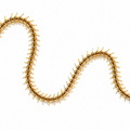 GOLD FISHBONE CHAIN